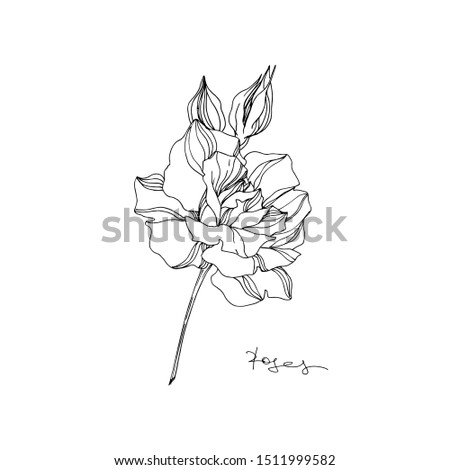 Vector Rose floral botanical flower. Wild spring leaf wildflower isolated. Black and white engraved ink art. Isolated rose illustration element on white background.
