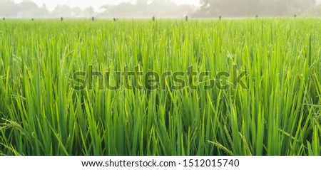Agriculture background. Rice field farm. farming background.