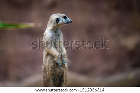 Meerkat Wildlife Animal In Natural Zoo