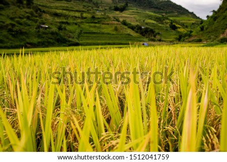 Close-up of harvest rice crop