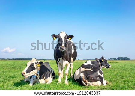 Three black and white cows, frisian holstein, in a pasture under a blue sky and a faraway straight horizon, one stands upright between two lying cows.