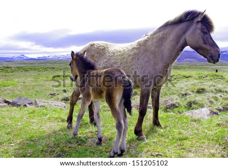 islandic horses