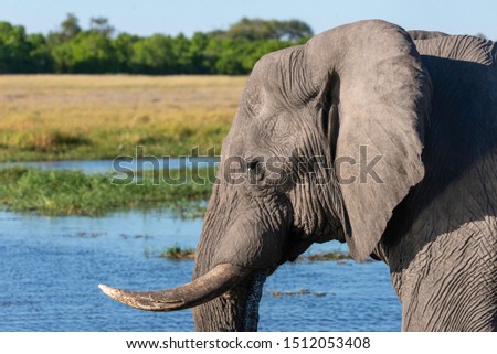 portrait of a big male elephant standing in the african savannah, botswana africa