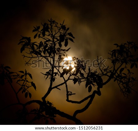 Moonlight Old wood table and silhouette dead tree at night for Halloween background.