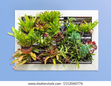 Frame of vertical garden or green wall with tropical green leaves, close-up on light blue background.  This has clipping path.