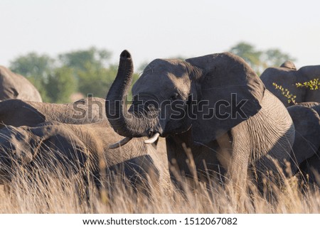 a family of african elephants walking through the african savannah