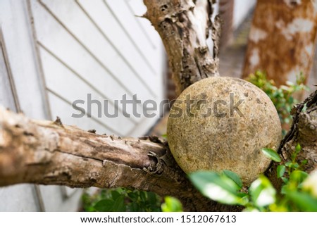big stone in tree, as garden decoration 