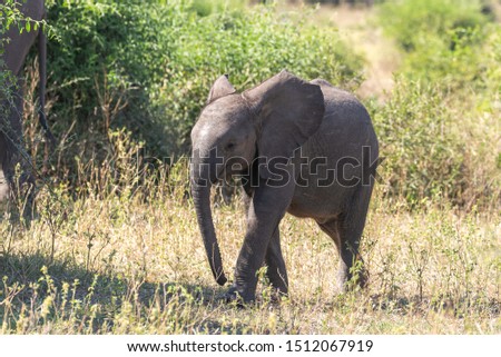 portrait of a young african elphant walking through the savannah of botswana