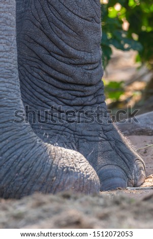 close up picture of an elephants´ foot and trunk