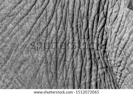 close up picture of an elephants´ skin