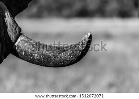 close up picture of an elephants´tusk