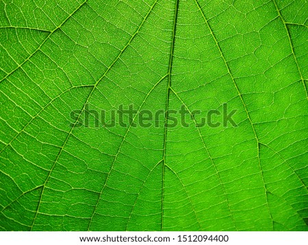Seamless texture of tree foliage.  macro green leaf of the tree