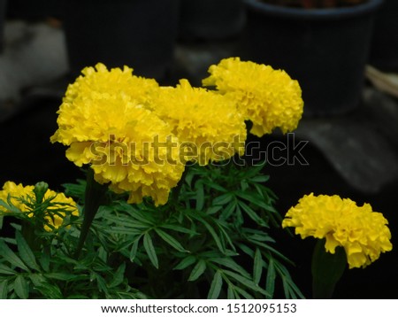 Marigold flowers on nature background. Flat lay, top view