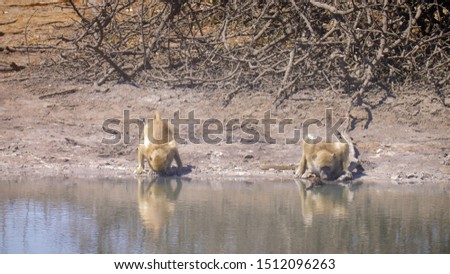 Baboons Drinking from waterhole in Africa