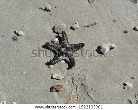 Madagascar: a starfish on the beach
