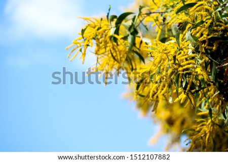 Wattle or Acacia auriculiformis little bouquet flower full blooming in the garden and blue sky background