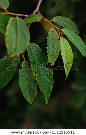 
The leaves in the moist forest in the close up
