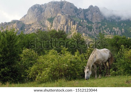 Horse walking among the trees in the mountains 
