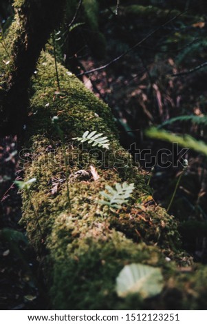 leaves and moss on log