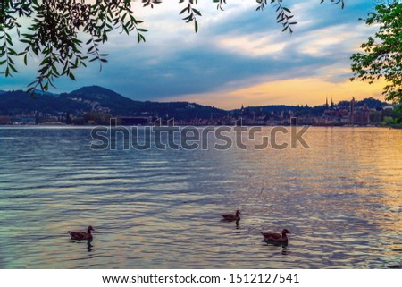 Lucerne, Switzerland. Ducks swimming in Lake Lucerne at dusk, with the city in the background