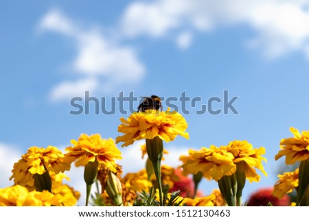 Against a blue sky with clouds, a bumblebee collects nectar from yellow flowers.