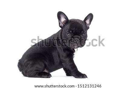 little black puppy breed French bulldog looks up on a white background Royalty-Free Stock Photo #1512131246
