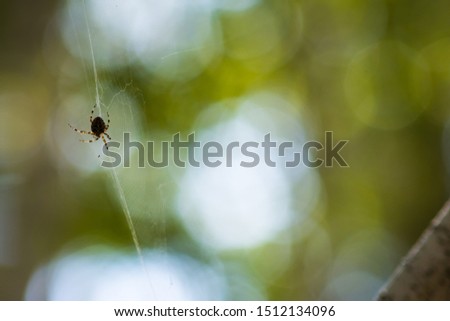 the moment a spider spins a web ,close-up