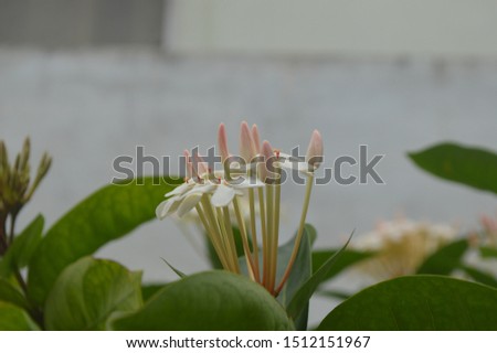 Ixora is a genus of flowering plants in the family Rubiaceae. It is the only genus in the tribe Ixoreae. It consists of tropical evergreen trees and shrubs and holds around 562 species. Though native 