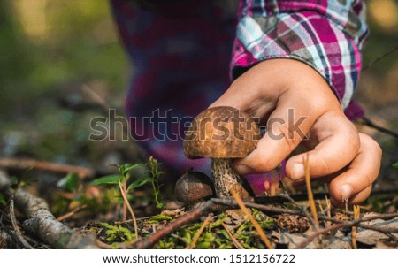 Close up of a girl picking a mushroom on wild forest background with grass, moss and sticks.  Royalty-Free Stock Photo #1512156722