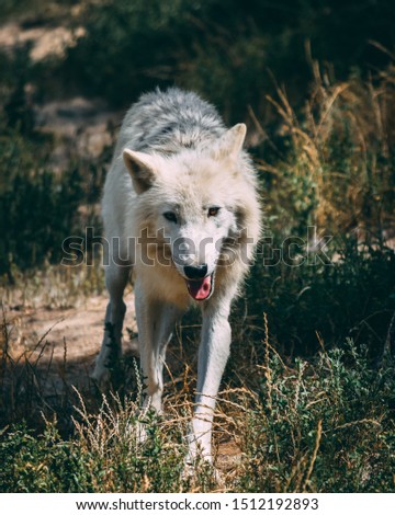 Arctic wolf alfa male standing, looking into a camera