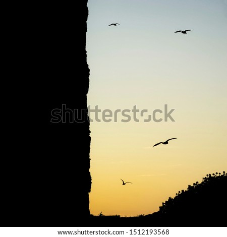Square image of birds in medieval sunset. Silhouette of Visby Gotland Sweden fortress city wall and tower.