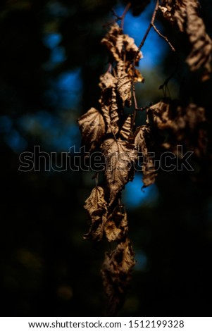 Golden,brown and yellow autumn forest leaves. Beautiful autumnal leaf coloration.