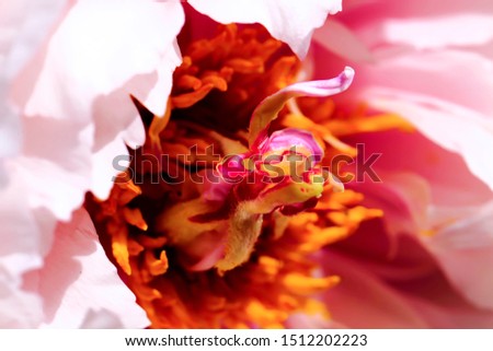 Closeup of flower peony in spring