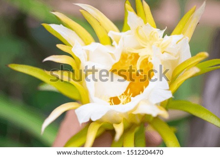 
Yellow dragon fruit flower is blooming, showing close up pollen and white petals.