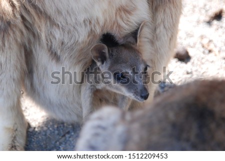 Rock Wallaby wildlife at a conservation reserve park  in Australia 