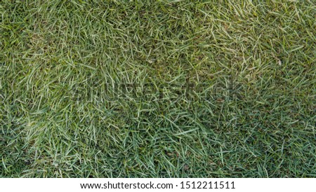 grass texture, green background of vegetation in natural light