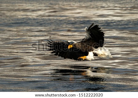 Steller's sea eagle in flight hunting fish from sea at sunrise,Hokkaido, Japan, majestic sea eagle with big claws aiming to catch fish from water surface, wildlife scene,birding adventure, wallpaper