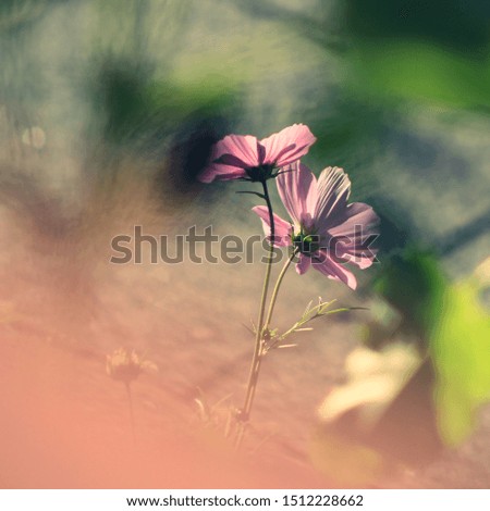 pink flower in the garden in autumn