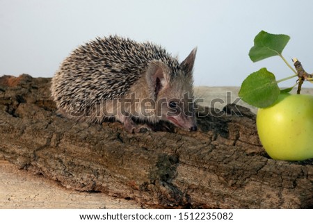 Decorative pygmy hedgehog with a green apple. Prickly hedgehog sits on tree bark.