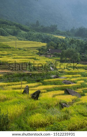 A picture about a rice field in Sa Pa in north Vietnam during summer