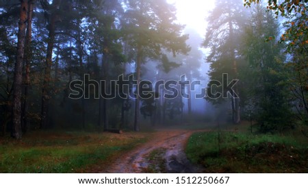 Mystical, dark, foggy pine forest. Beautiful background.