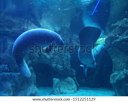 Manatees are occasionally called sea cows, as they are slow plant-eaters, peaceful and similar to cows on land. They often graze on water plants in tropical seas.