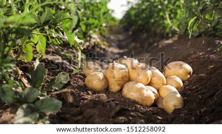 Pile of ripe potatoes on ground in field Royalty-Free Stock Photo #1512258092