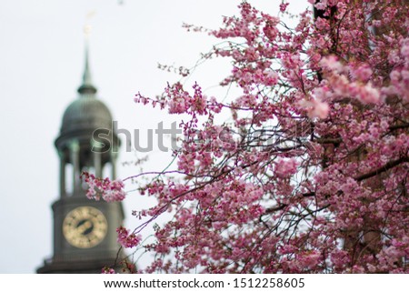 Tree in full bloom with blurry church tower in the background, hamburg
