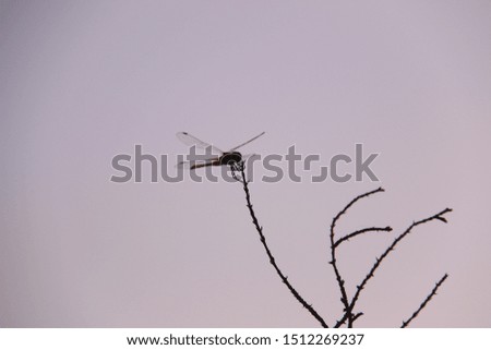 
silhouette of a dragonfly standing on top of bush