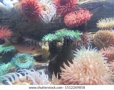 Underwater picture of multicolor coral