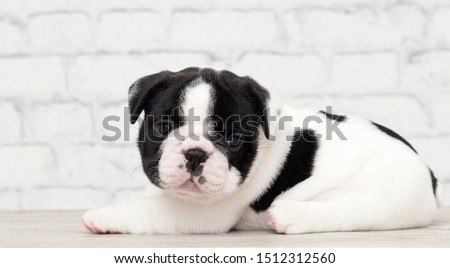 french bulldog puppy on brick wall background
