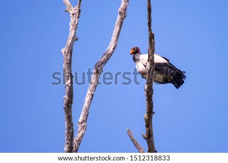 King Vulture photographed in Linhares, Espirito Santo. Southeast of Brazil. Atlantic Forest Biome. Picture made in 2013.