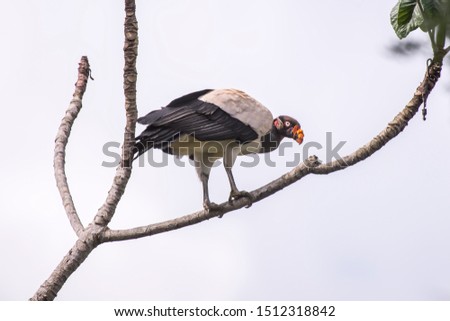 King Vulture photographed in Linhares, Espirito Santo. Southeast of Brazil. Atlantic Forest Biome. Picture made in 2013.