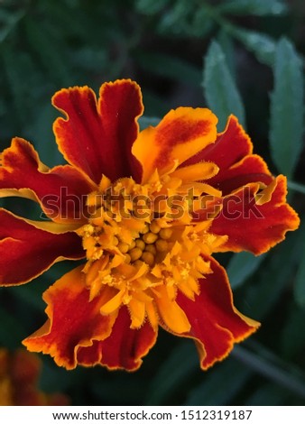 Beautiful orange-red flower (Tagetes erecta). Close up picture.
